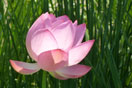 Les fleurs de lotus<br />Photo : Julie Gauthier